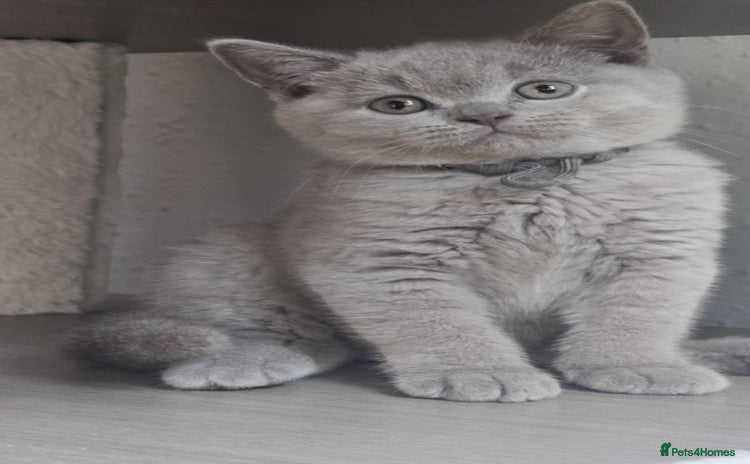 British Shorthair cats - Advert 5
