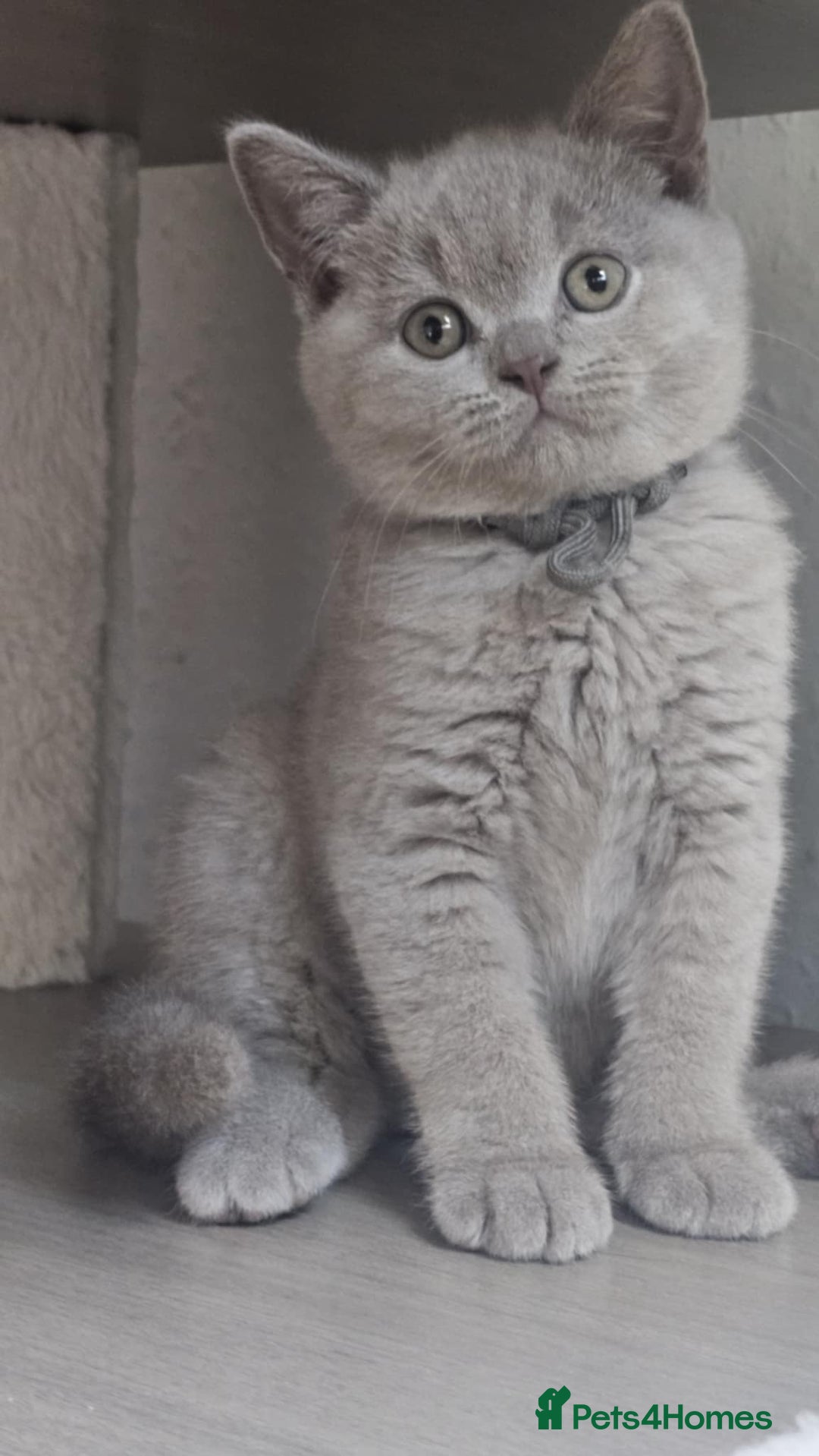 British Shorthair cats for sale: LAST GCCF British Shorthair Kittens Champion - Image 6