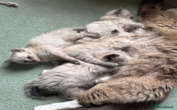 Ragdoll cats for sale: Gorgeous Ragdoll kittens  - Image 4