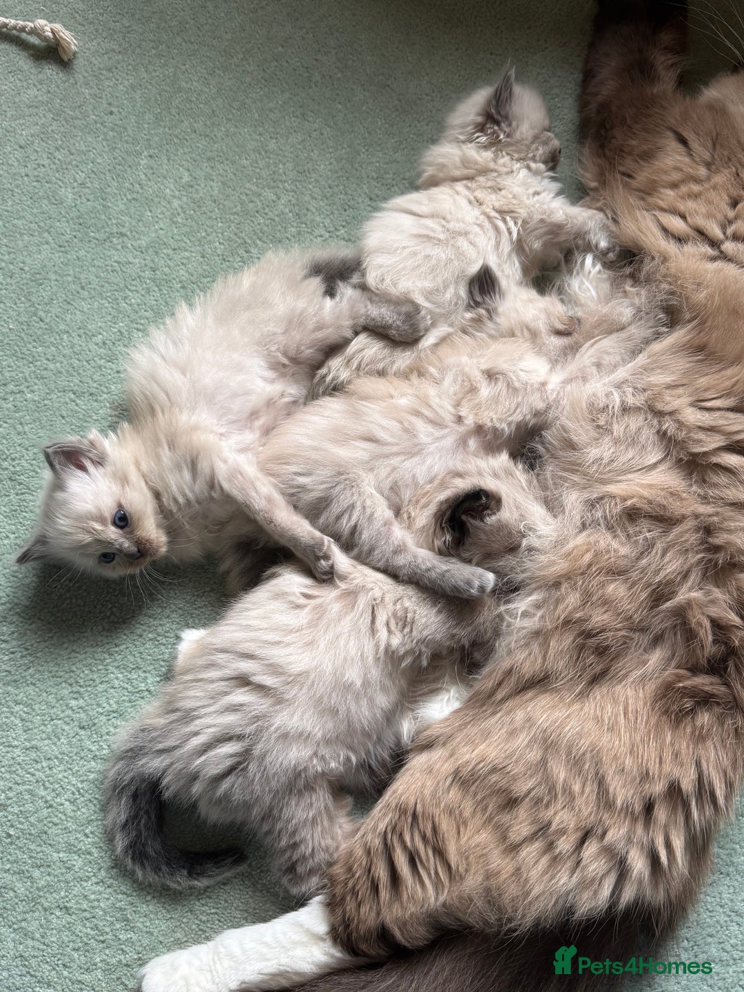 Ragdoll cats for sale: Gorgeous Ragdoll kittens  - Image 4