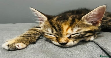 Bengal cats - Advert 3