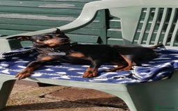 Miniature Pinscher dogs for stud: Male mini pinscher available for stud - Image 7