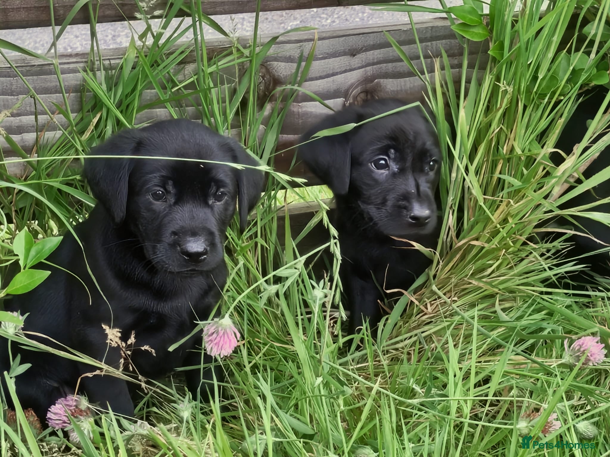Labrador Retriever dogs Outstanding working lab pups  - Advert 4