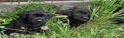Labrador Retriever dogs for sale: Outstanding working lab pups  in Preston - Advert 10