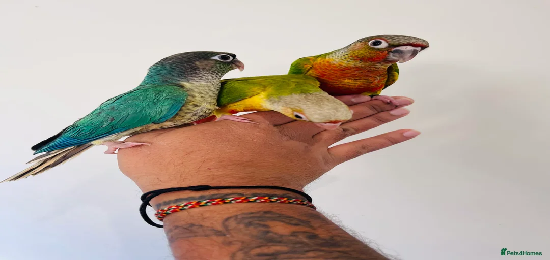 Gallery Image {{count}}