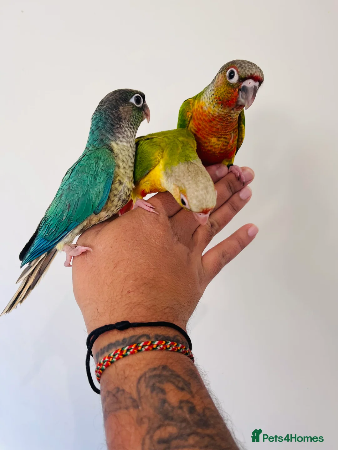 Gallery Image {{count}}