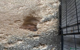 Mixed Breed dogs for sale: Lucus terrier cross toy poodle puppies - Advert 16