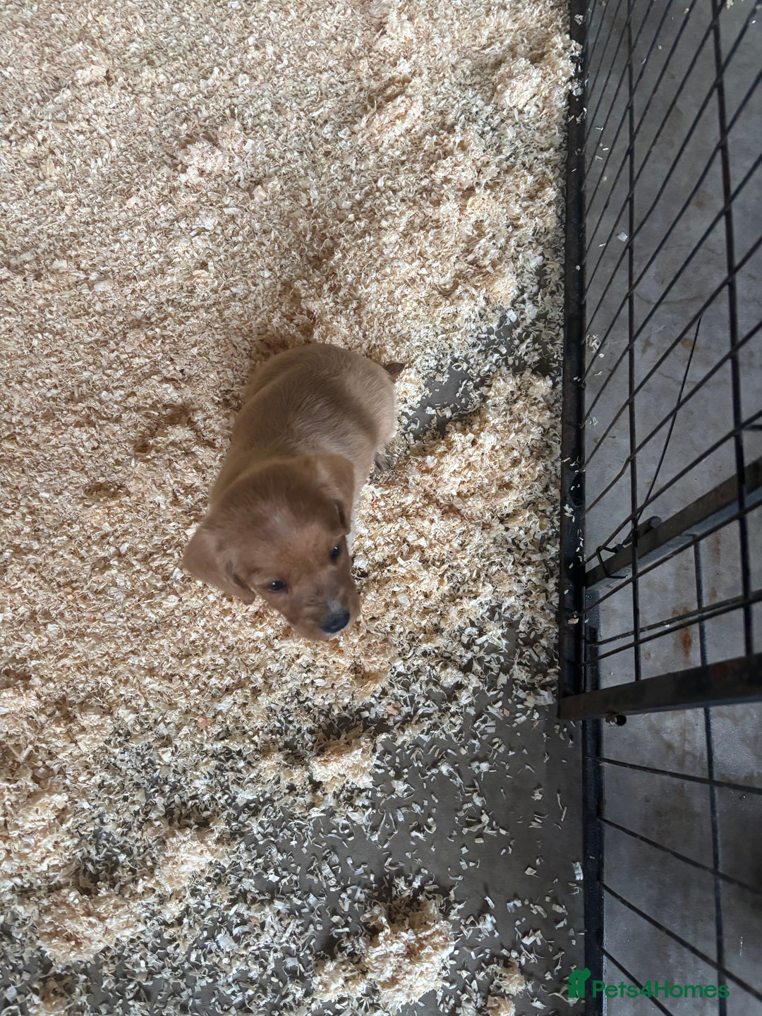 Mixed Breed dogs for sale: Lucus terrier cross toy poodle puppies - Advert 16