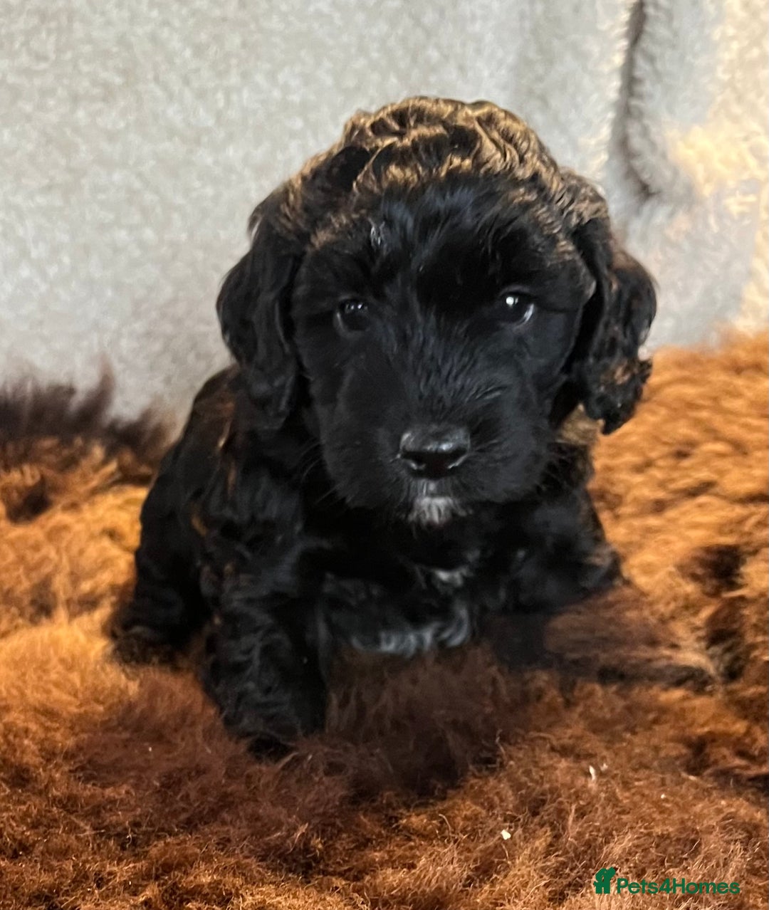 Cockapoo dogs for sale: Stunning F1 Cockapoos  - Advert 23