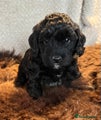 Cockapoo Puppy 8