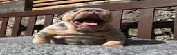 English Bulldog dogs for sale: Beautiful English bulldog puppies - Advert 7