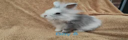 Lionhead rabbits for sale: Double mane lionhead rabbits - Advert 14