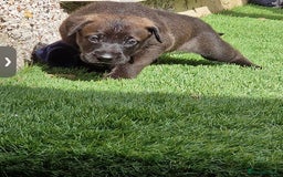 Mixed Breed dogs for sale: GREAT DANE X GERMAN SHEPHERD PUPPIES READY TO GO - Image 2