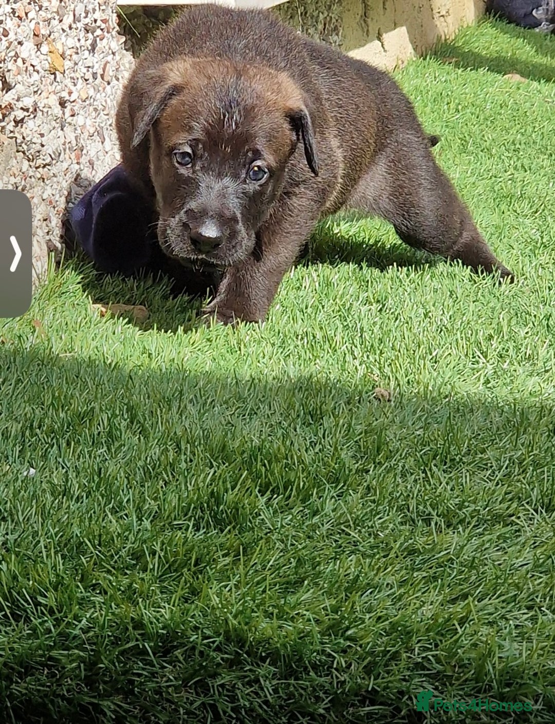 Mixed Breed dogs for sale: GREAT DANE X GERMAN SHEPHERD PUPPIES READY TO GO - Image 2