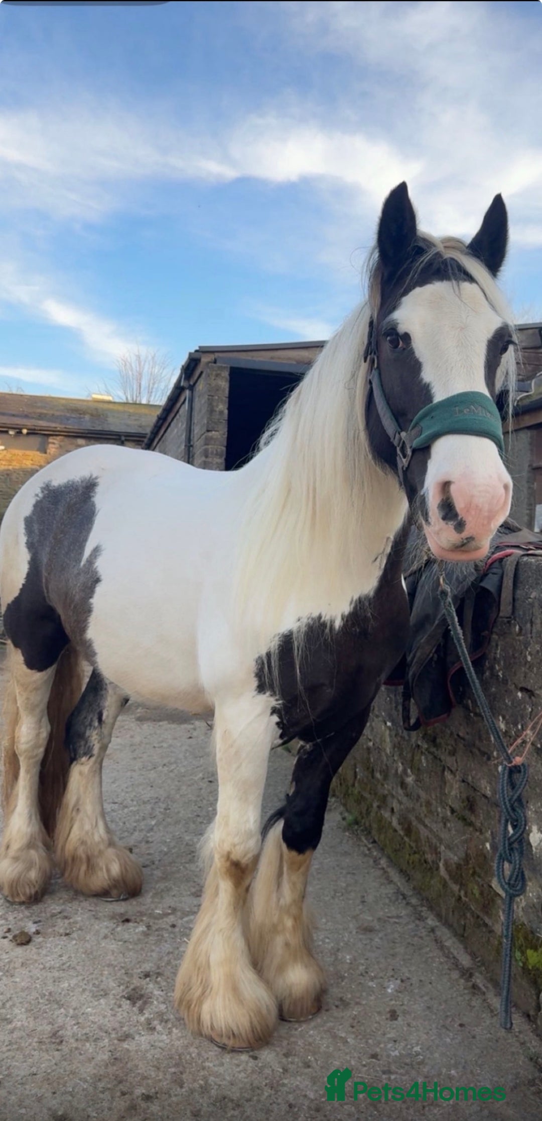 Irish Cob horses for sale: Heartbreaking sale  - Advert 6