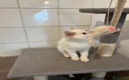 Ragdoll cats for sale: Ragdoll x Persian kittens  - Image 6