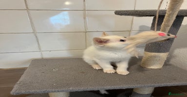 Ragdoll cats - Advert 14
