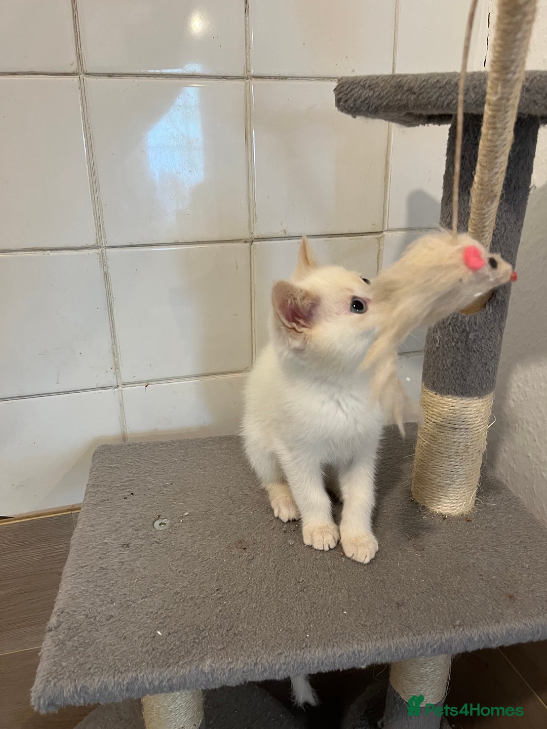 Ragdoll cats for sale: Ragdoll x Persian kittens  - Image 6