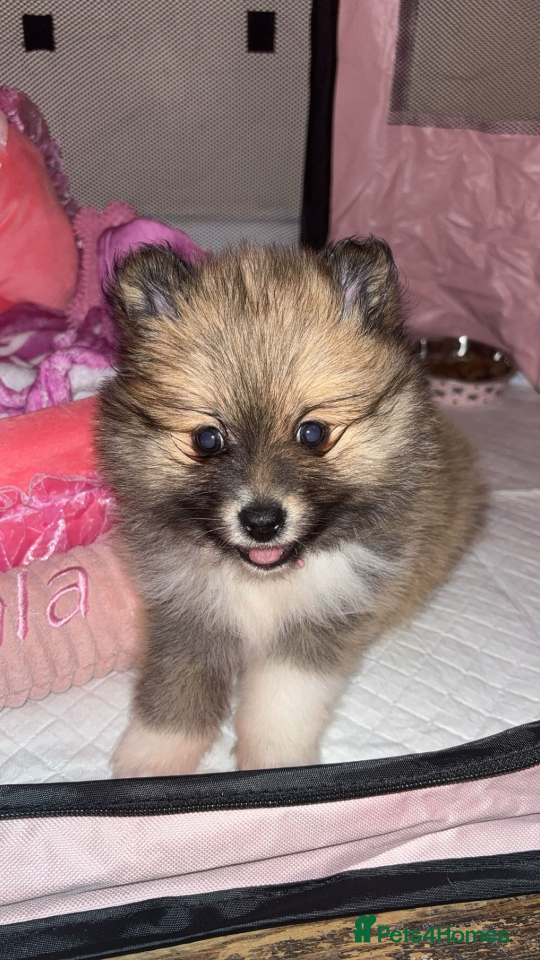 Pomeranian dogs for sale: Beautiful female Pomeranian puppy for sale 1200 - Advert 2