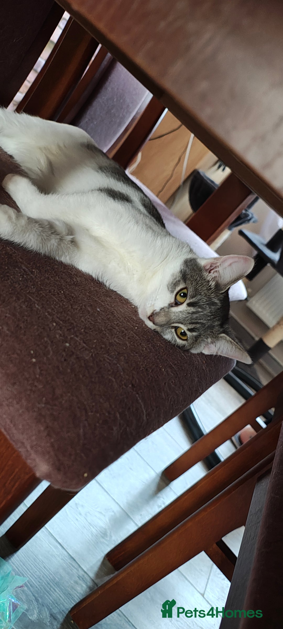 Ragdoll cats for sale: Loving, beautiful half ragdoll, bengal cross girl - Image 8