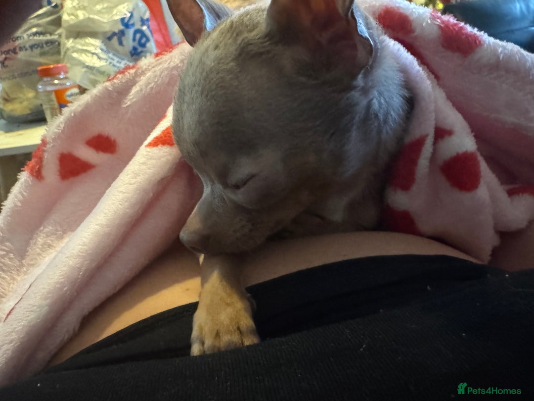 Chihuahua dogs for sale: Lilac  **  chihuahuas  - Advert 7