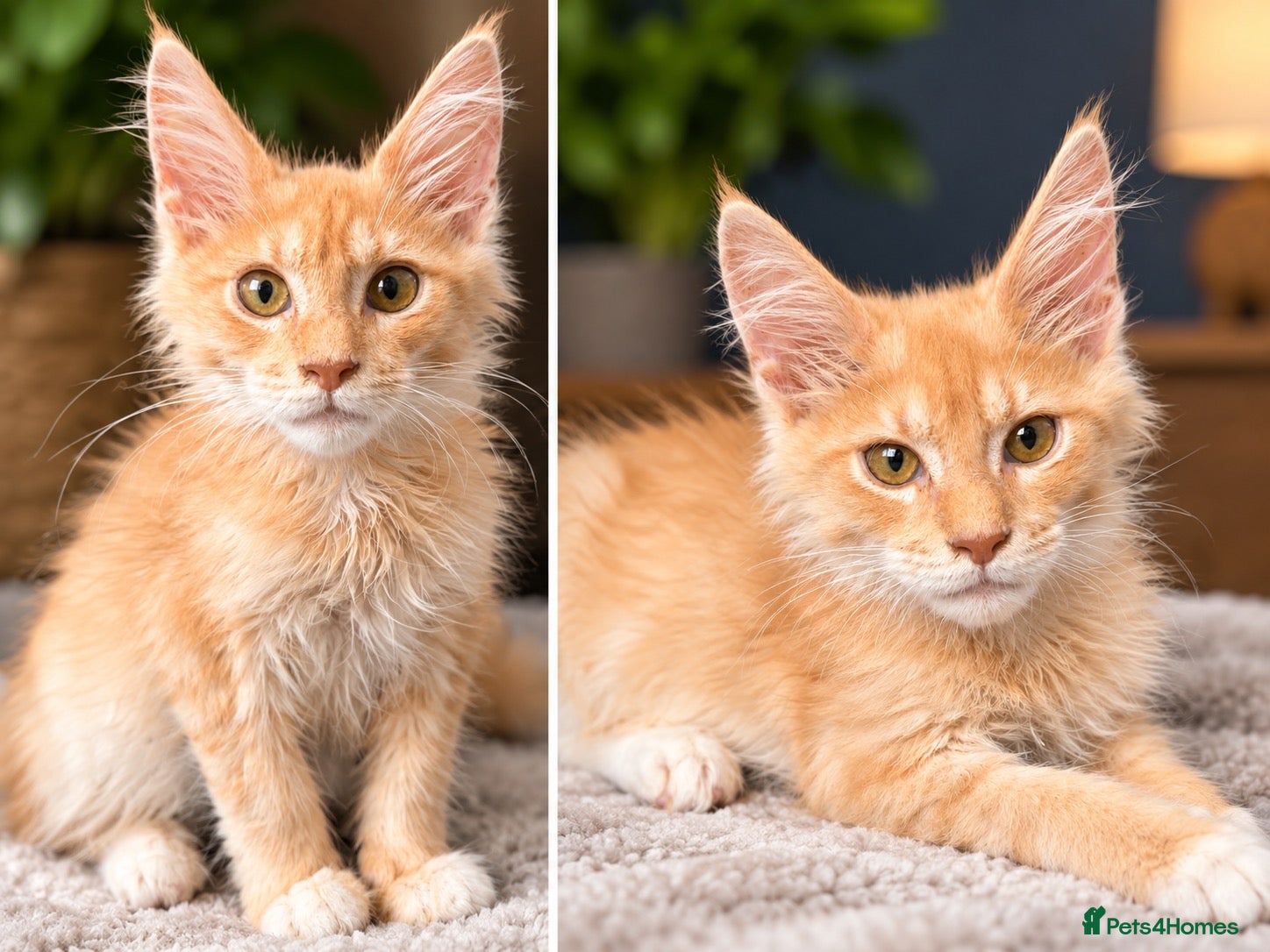 Maine Coon cats 🐾 Tica registered Maine coon kittens  - Advert 14