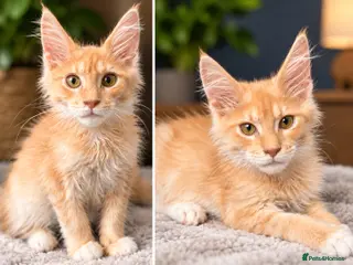 Maine Coon cats 🐾 Tica registered Maine coon kittens - Advert 14