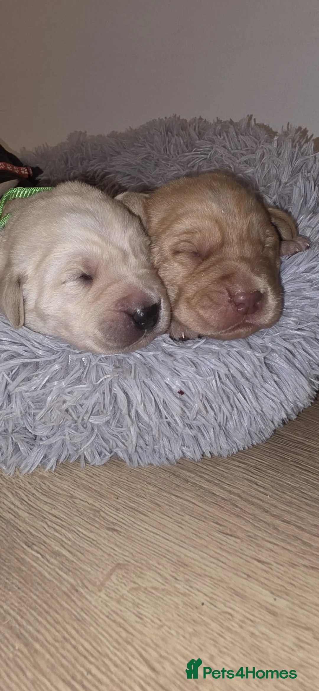 Labrador Retriever dogs for sale: 🔥 KC Registered Labrador Puppies🔥 - Advert 2