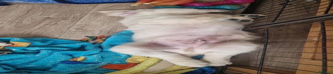 Golden Retriever Puppy 4