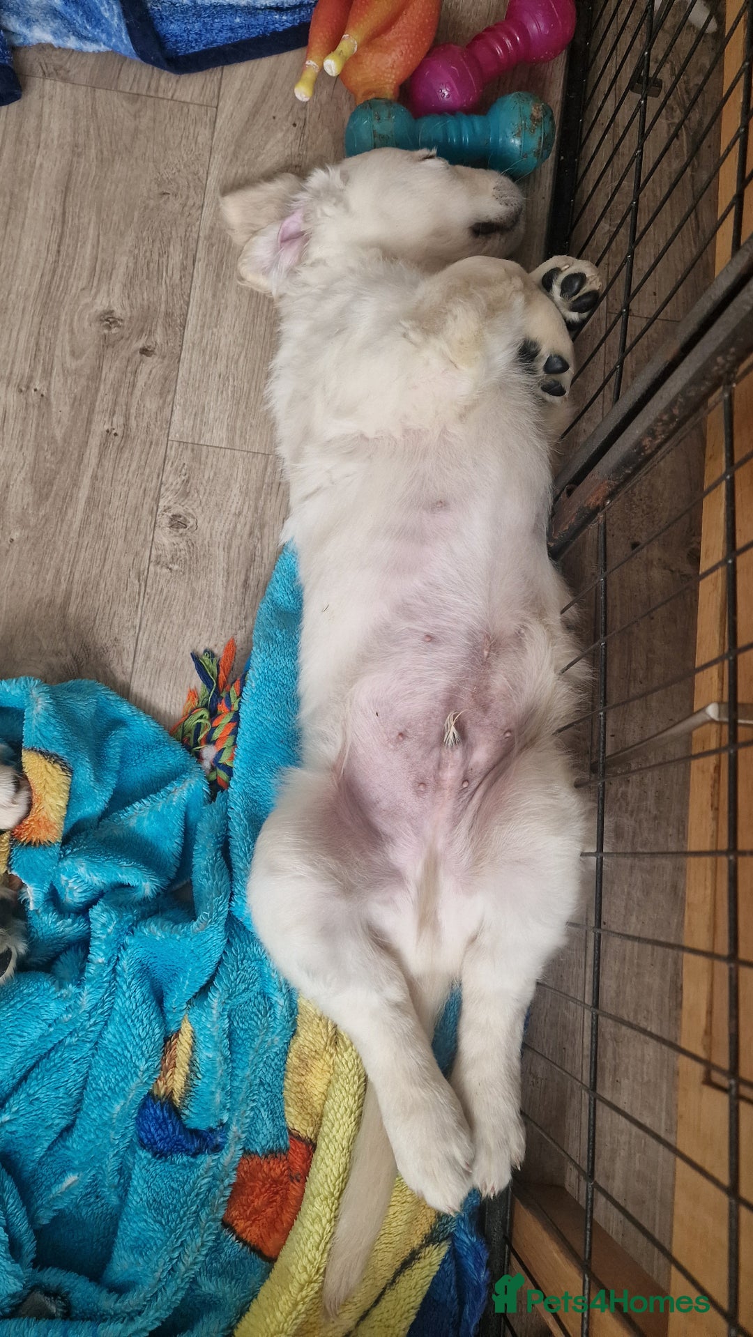 Golden Retriever dogs for sale: 🐾🐕 3 male Golden Retriever Puppies 🐶 🐕‍🦺 - Image 24