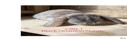 Mini Lop rabbits for sale: Gorgeous Harlequin Mini-Lops in Newport - Advert 8