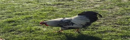 Mixed Breed livestock for sale: Cockerel free to good home in Newark - Advert 3