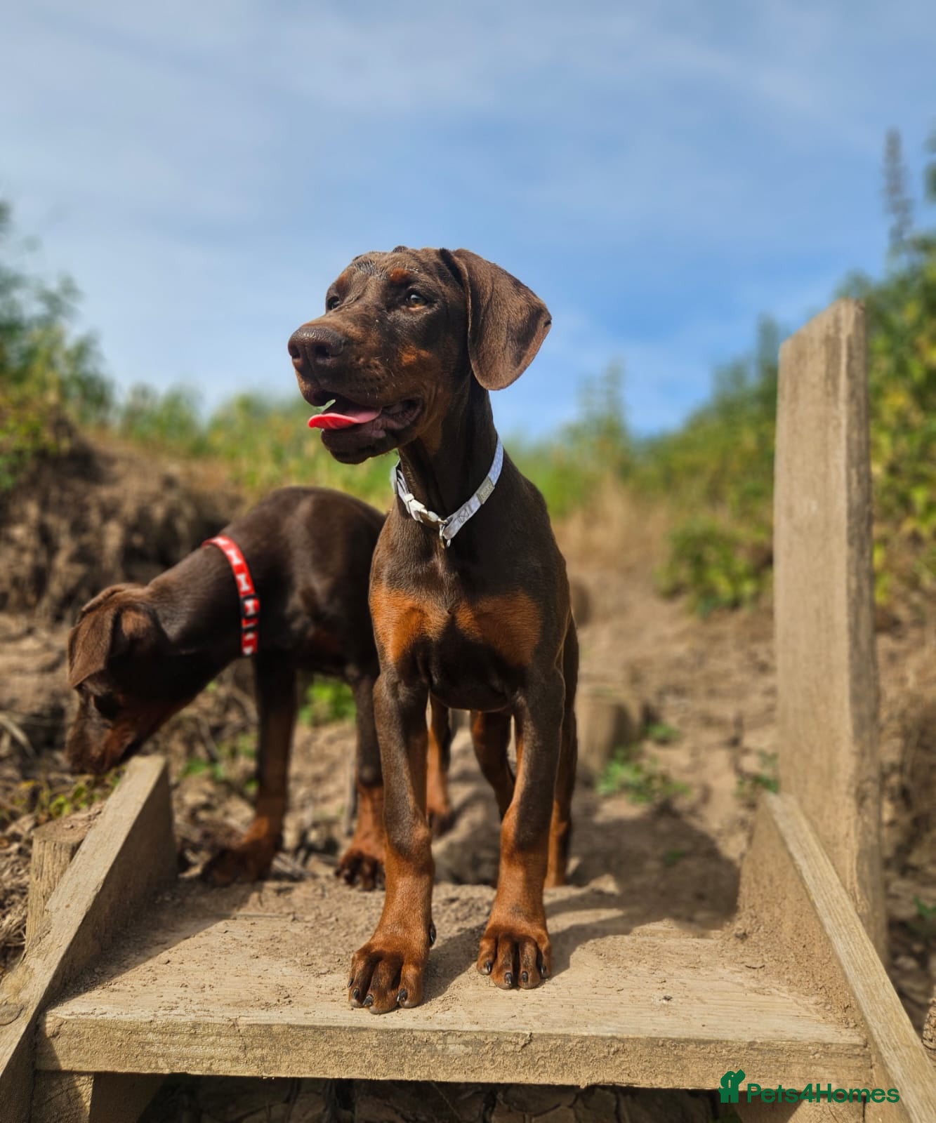 Dobermann dogs 🐕🐾 KC'D Superb little Girl Ready Now! 🏆 🐾 - Advert 5