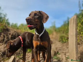 Dobermann dogs 🐕🐾 KC'D Superb little Girl Ready Now! 🏆 🐾 - Advert 5