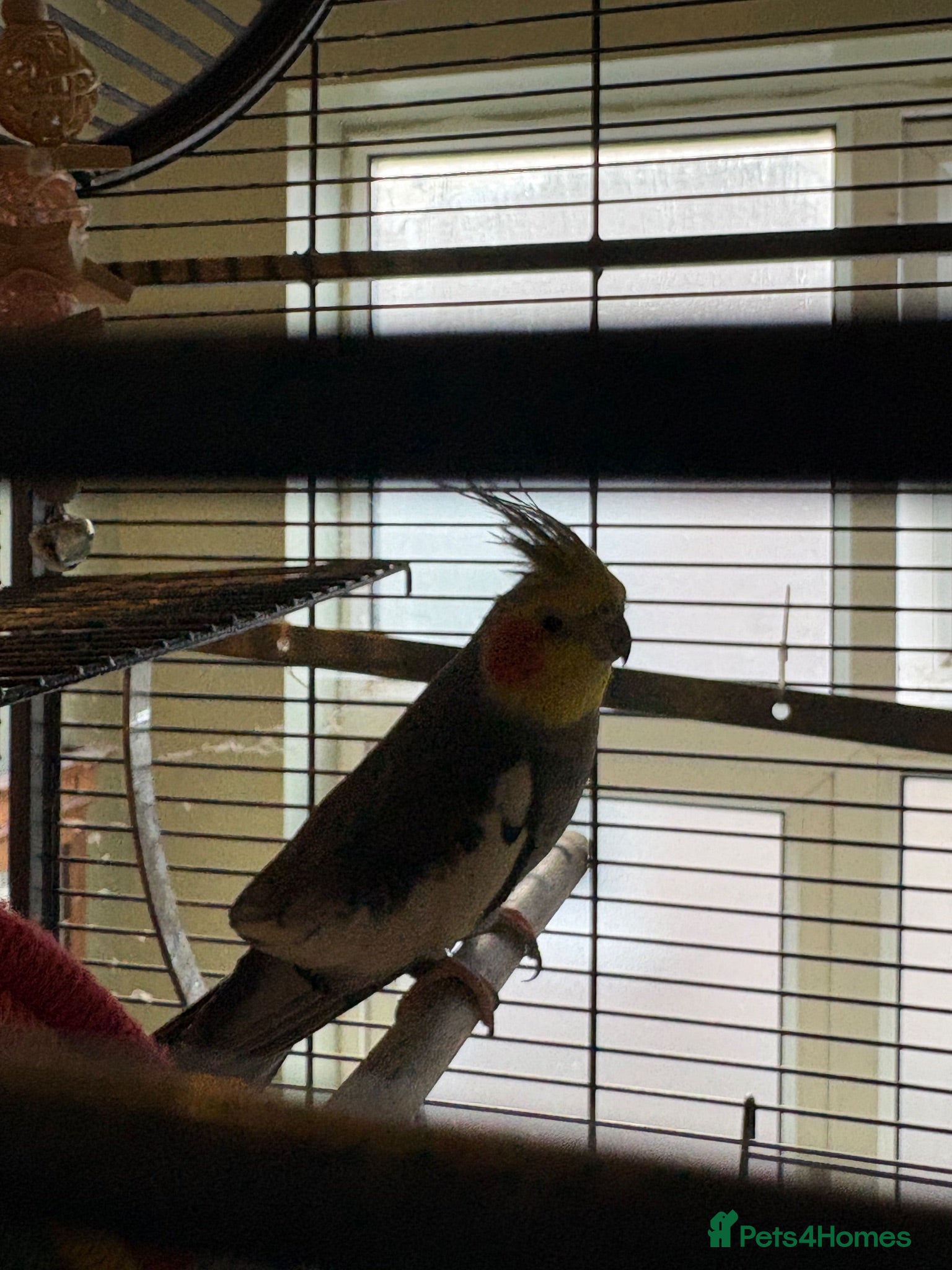 Cockatiels birds Disco, aprox 2 year old cockatiel - Advert 3