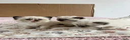Ragdoll cats for sale: Beautiful kittens for sale  - Advert 6