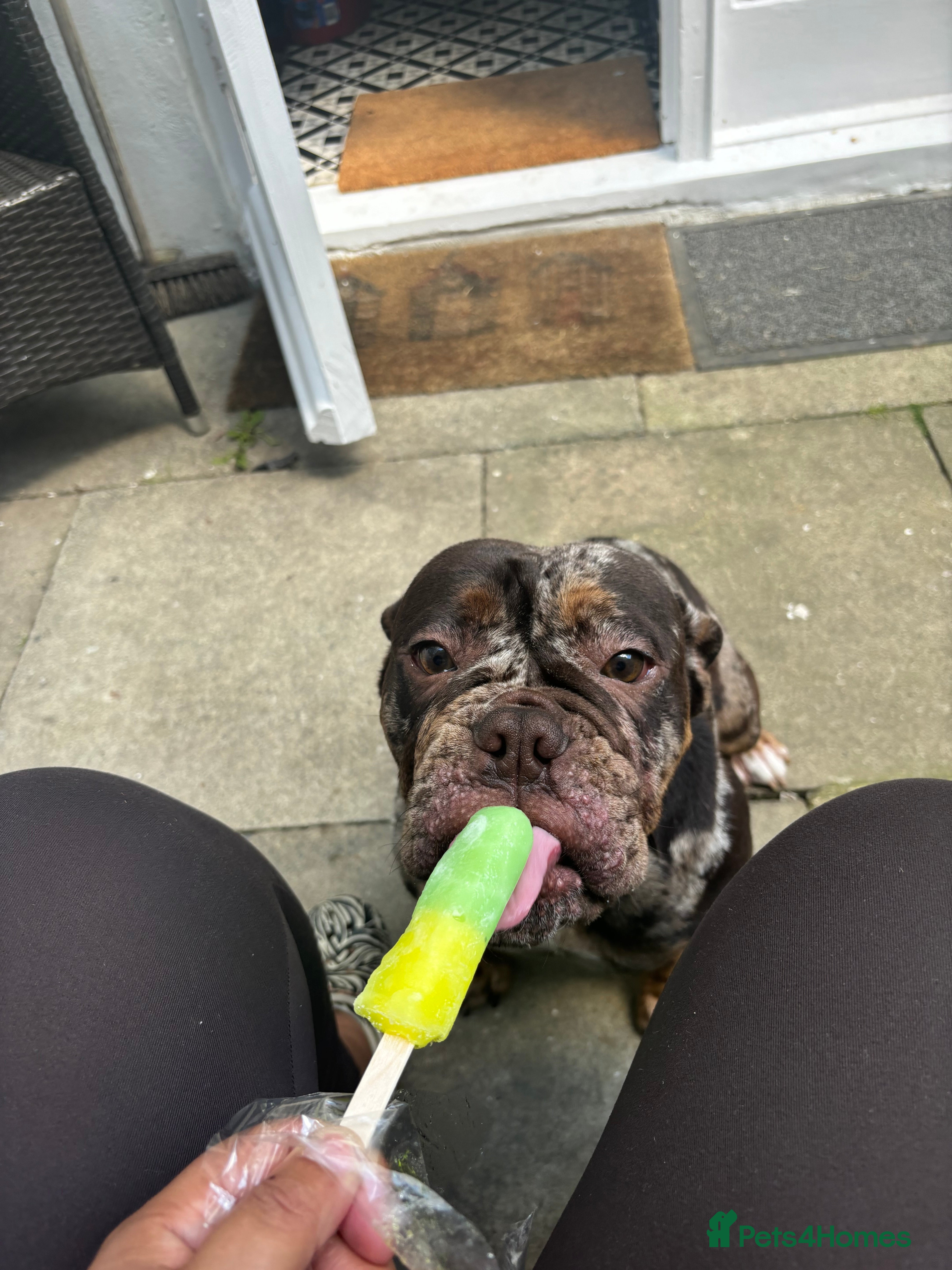 English Bulldog dogs Rebel English bull dog  - Advert 1