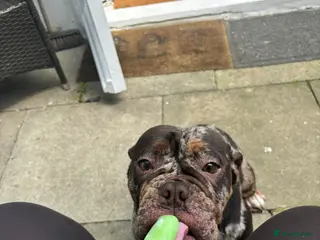 English Bulldog dogs Rebel English bull dog - Advert 5