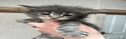 Maine Coon cats for sale: Stunning pedigree Maine coon kittens TICA  - Advert 12