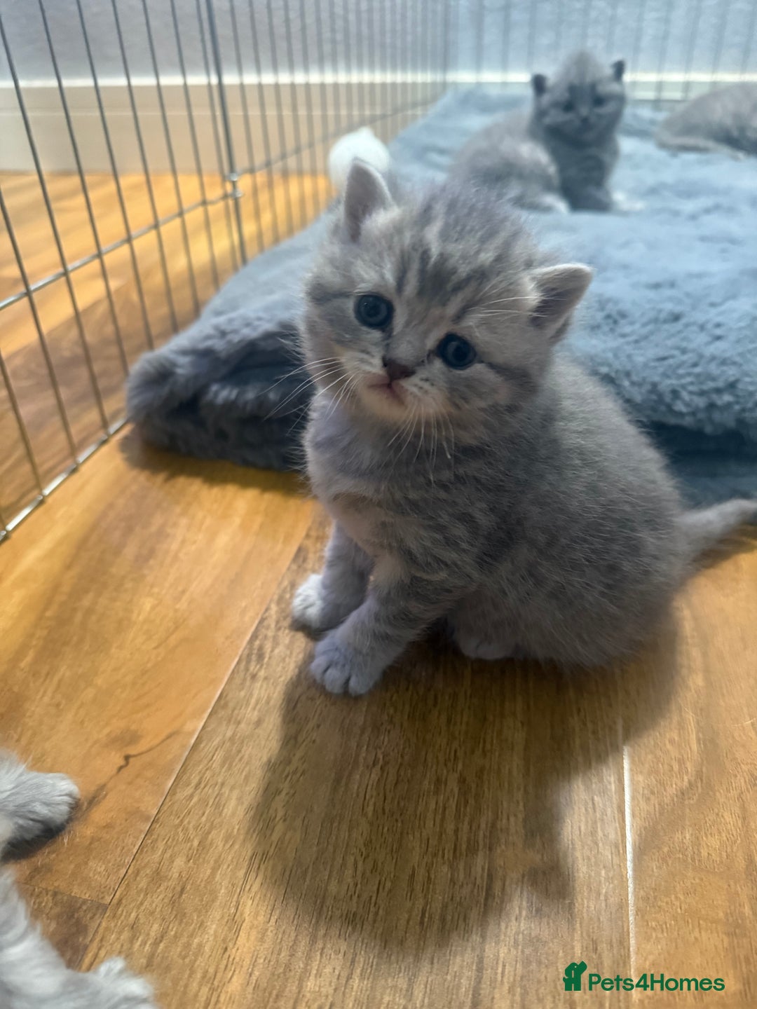 Scottish Fold cats for sale: Scottish fold kittens  - Advert 3