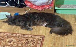 Maine Coon cats for sale: ✨ Beautiful Maine Coon Ex-Queen ✨ - Advert 2