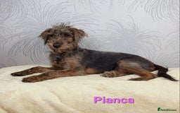 Australian Labradoodle dogs for sale: Australian Labradoodle × Fox Terrier Puppies - Image 8