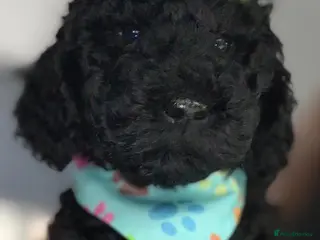Double Doodle dogs Labradoodle - Advert 1