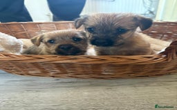 Jackapoo dogs for sale: Jackapoos   - Image 3