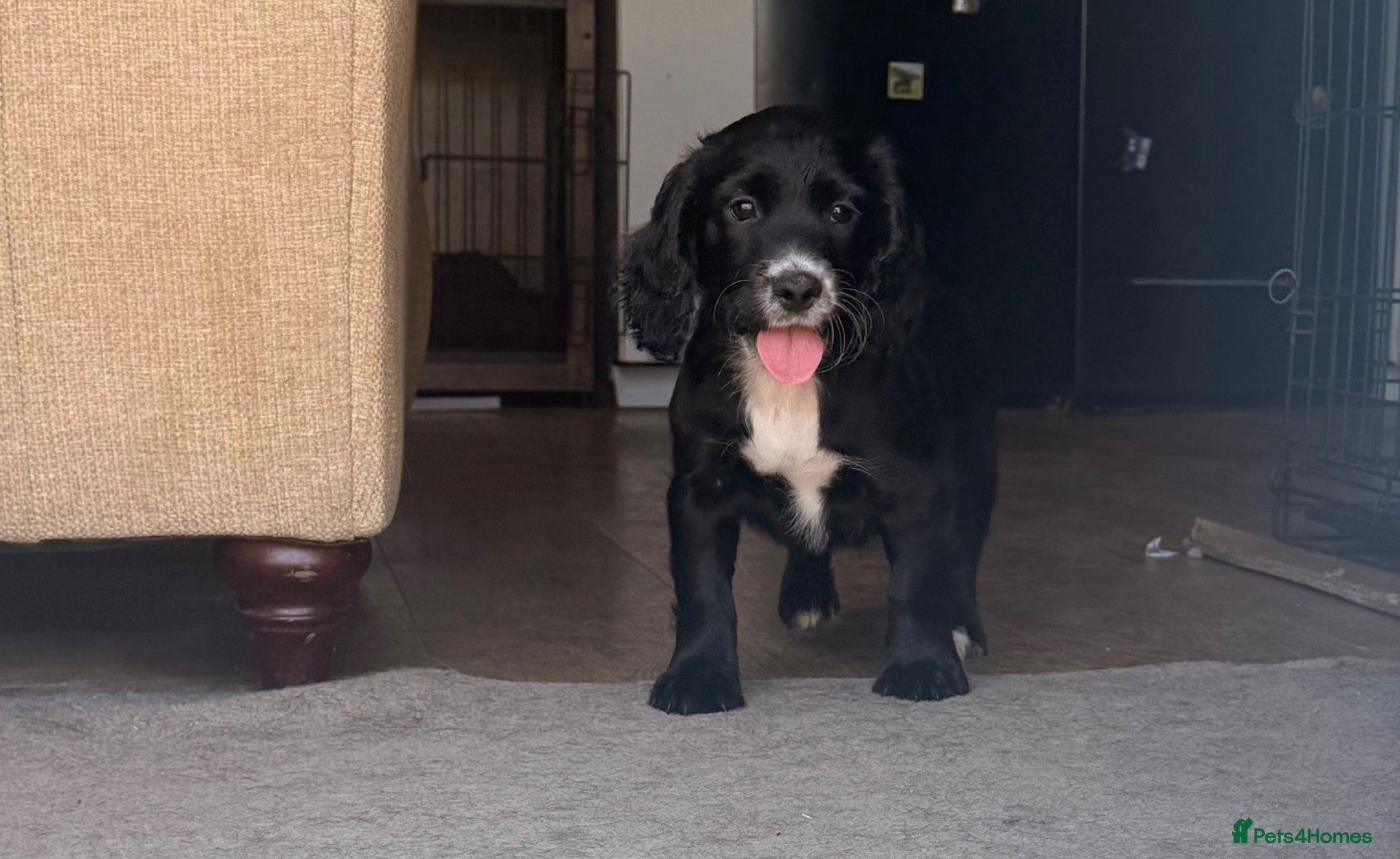 Cocker Spaniel dogs Cocker Spaniel Puppy’s  - Advert 14