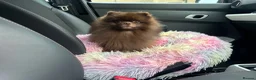 Pomeranian dogs for sale: Outstanding Russian boy  - Advert 8