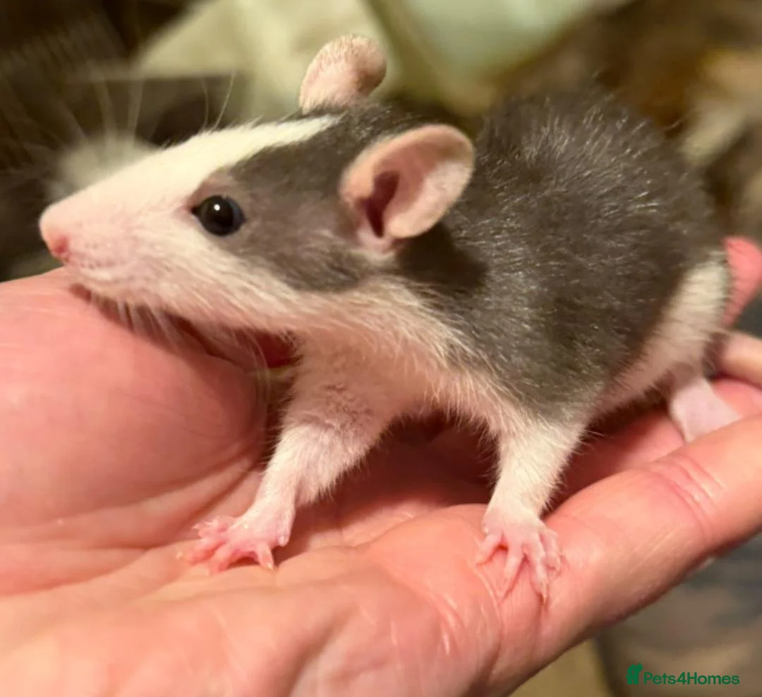 Rat rodents for sale: Pet rats in Leigh-on-Sea - Advert 2