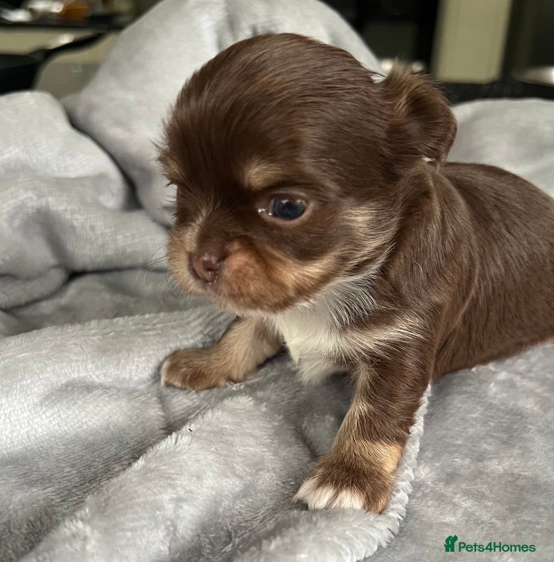 Chihuahua dogs for sale: Stunning top quality long haired Chihuahuas - Advert 5