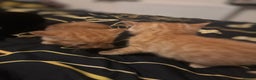 Mixed Breed cats for sale: Ginger and black kittens  - Advert 4