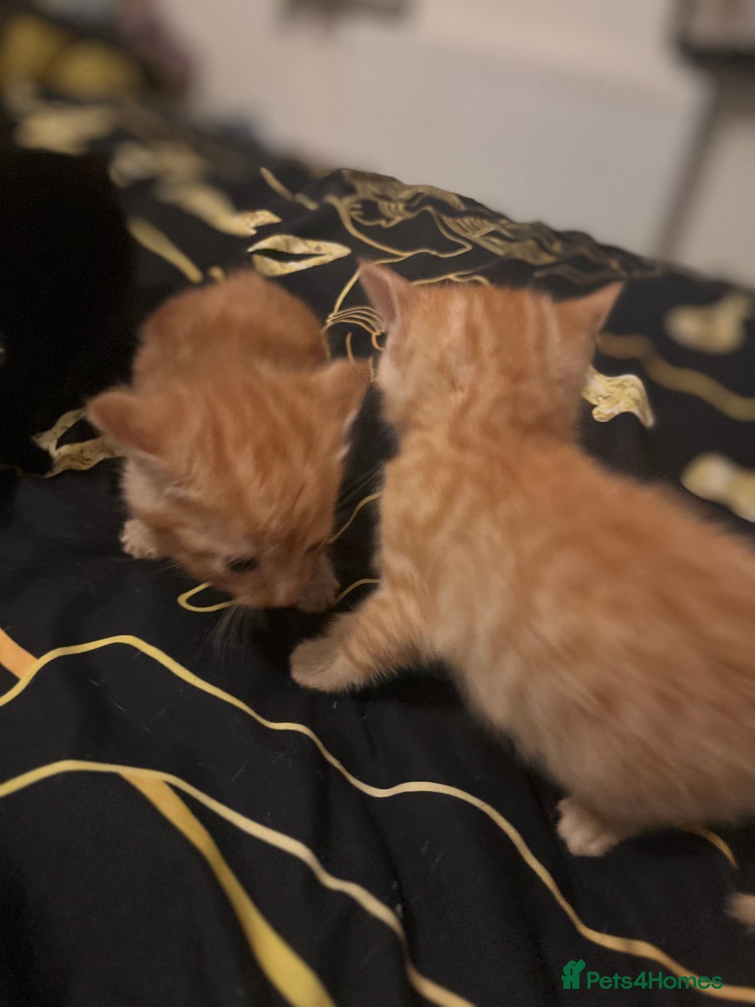 Mixed Breed cats for sale: Ginger and black kittens  - Advert 4